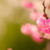 お抹茶色に梅の花