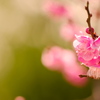 お抹茶色に梅の花