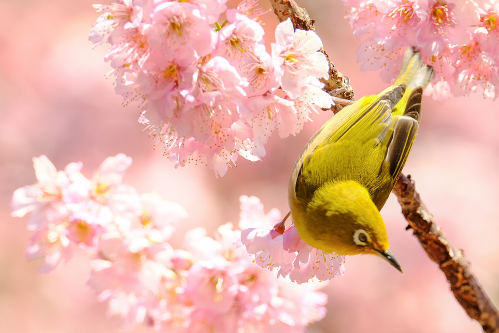 メジロ忙し寒桜