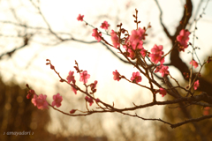 夕陽に透ける梅の花