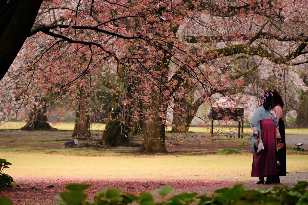 散った桜に重ねる想い…