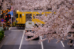 桜と電車のある風景