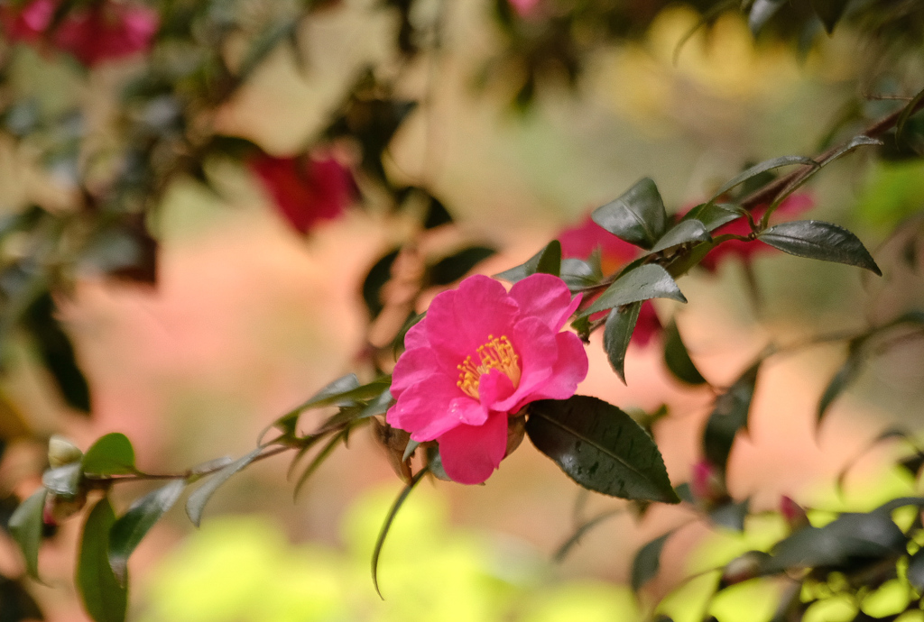 山茶花