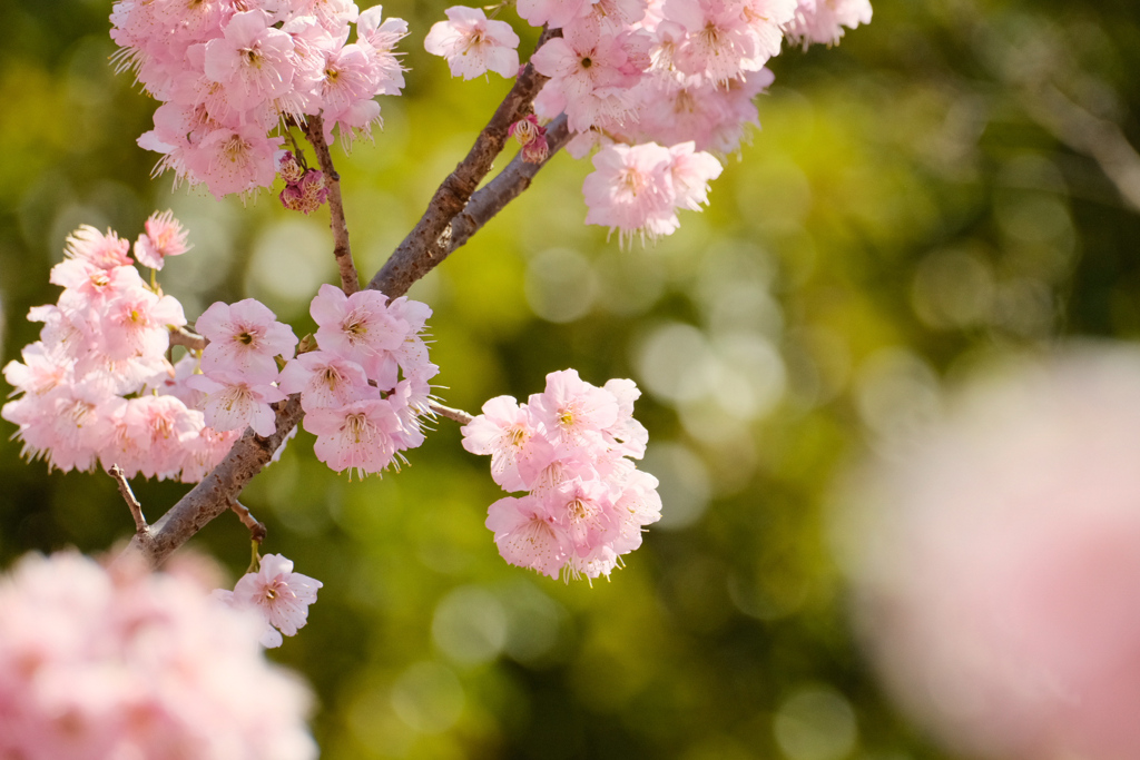 椿寒桜の花手毬