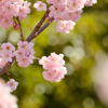椿寒桜の花手毬