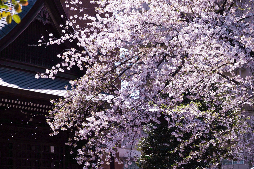 花風に舞う桜