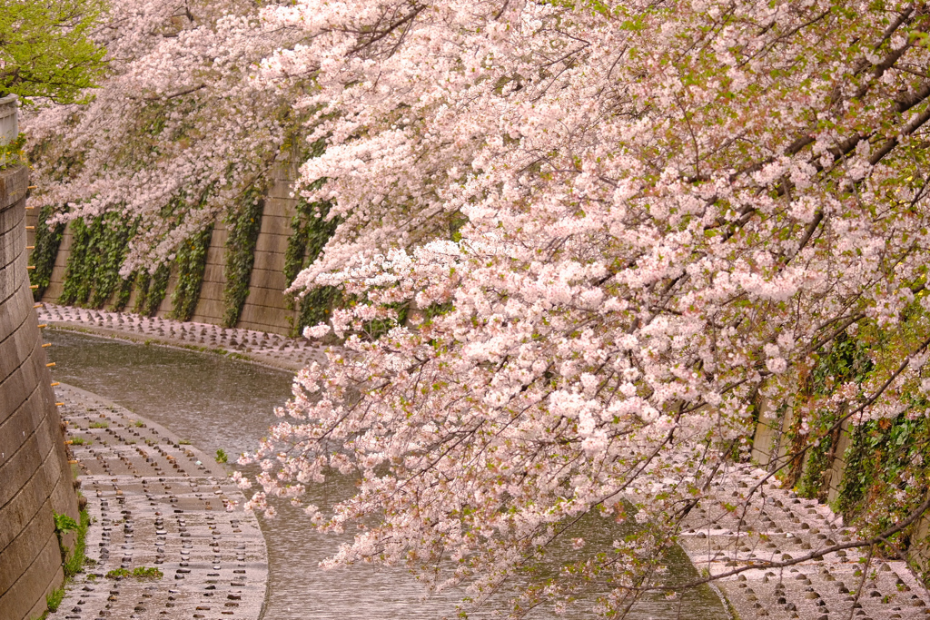 後回しにしてしまったご近所桜