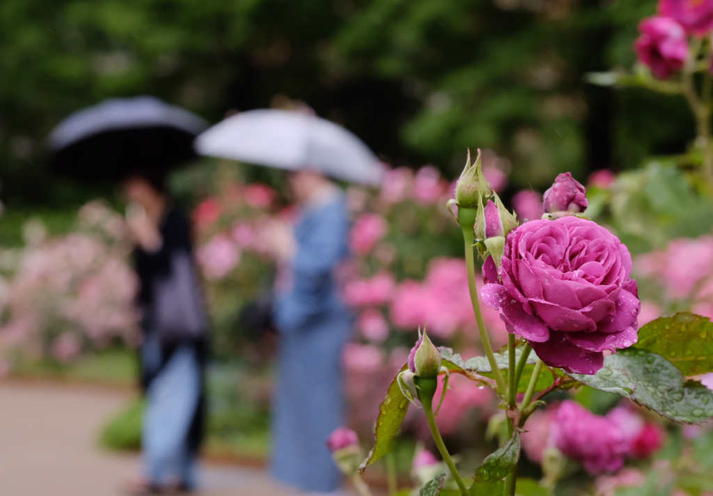 雨の日の薔薇園にお着物散策