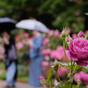 雨の日の薔薇園にお着物散策