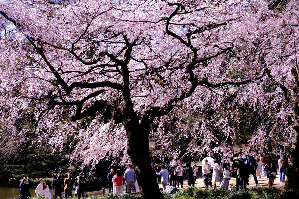 しだれ桜の枝先にて