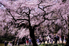 桜の大樹の枝先にて