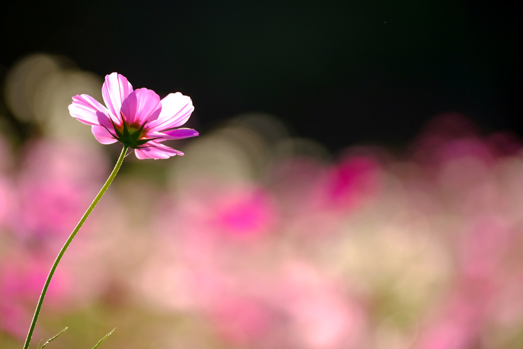 秋桜―満開の中の花一輪