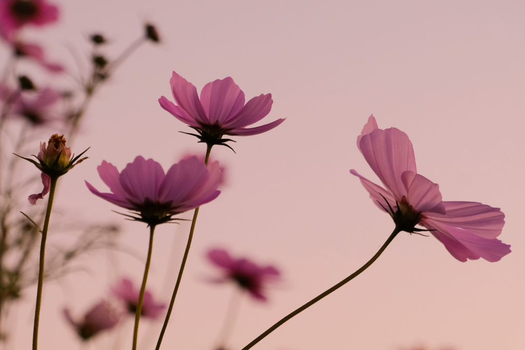 黄昏時の秋桜