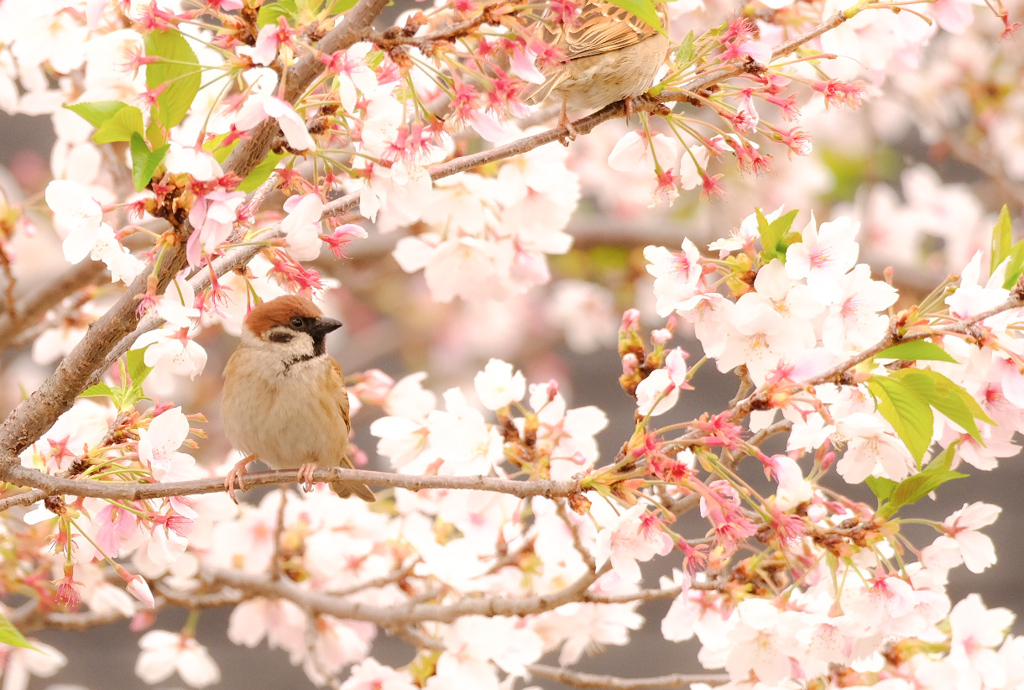 桜の枝にちんまり雀さん