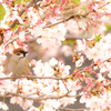 桜の枝にちんまり雀さん