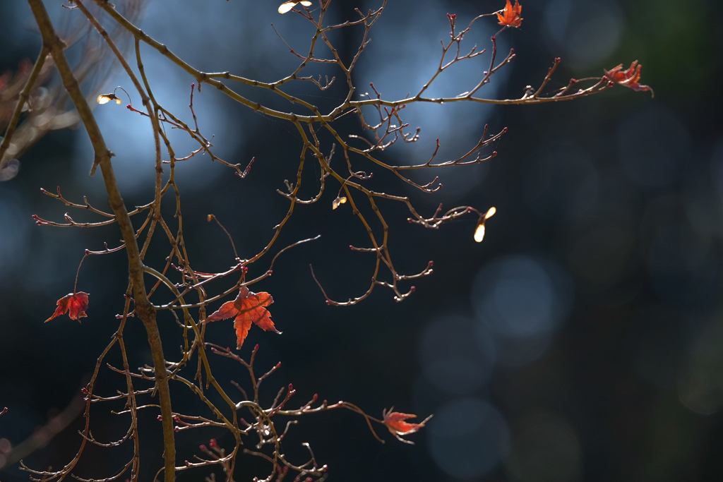 冬寒に秋の名残りの枯れ紅葉