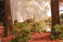 風にはためく森の…カーテン？