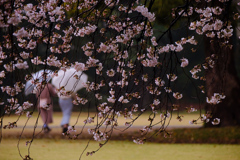 雨の日の桜散策