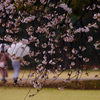 雨の日の桜散策