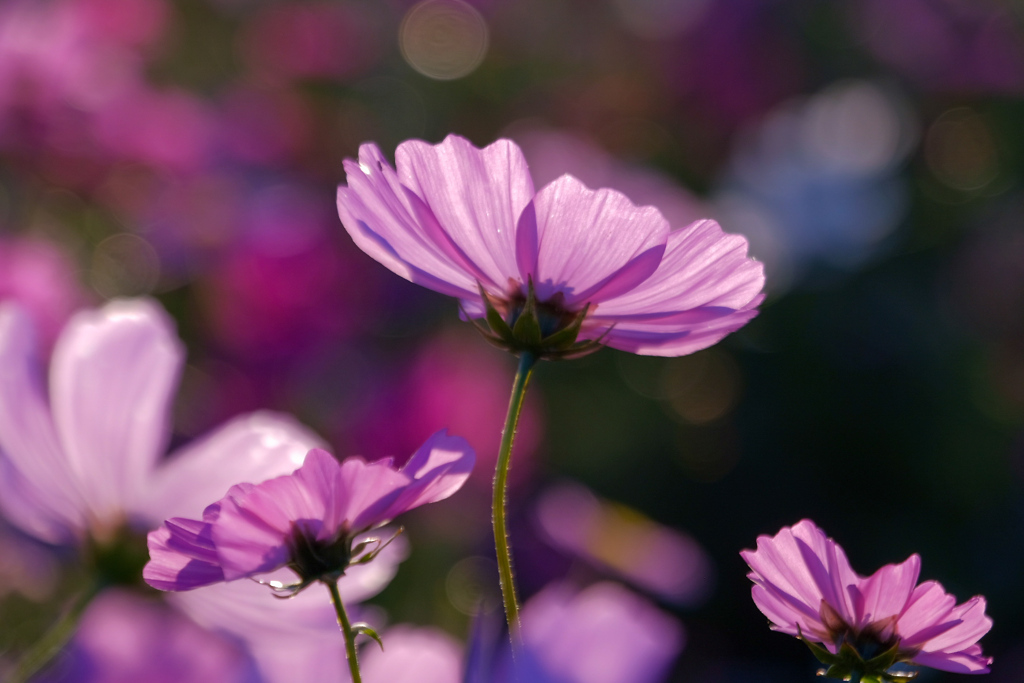 秋桜