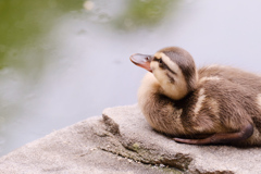 愛らしすぎる表情のカルガモbaby