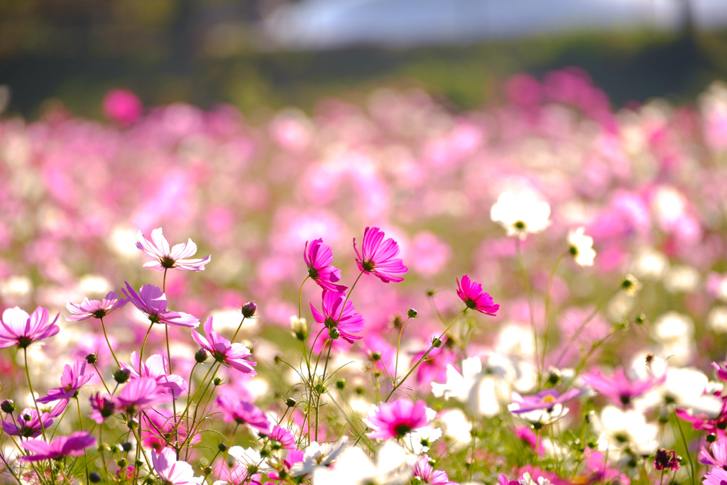 満開の秋桜から続く緑の丘と空ちょびっと