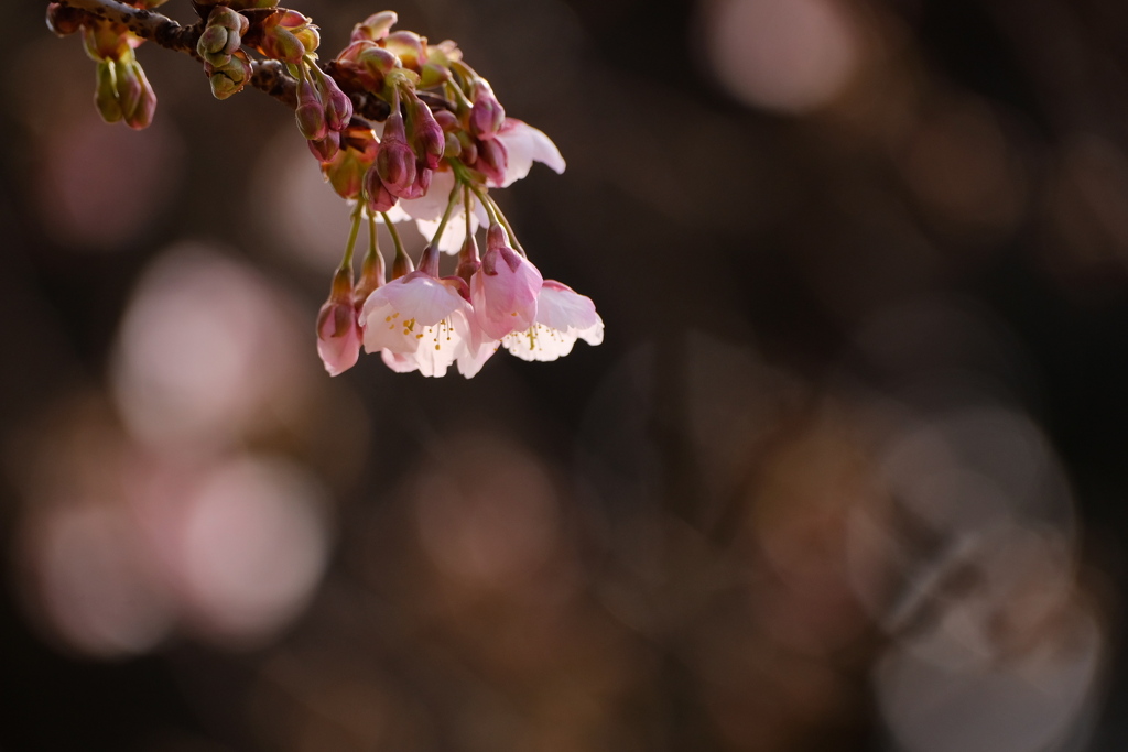 こぼれ咲く、薩摩寒桜