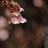 こぼれ咲く、薩摩寒桜