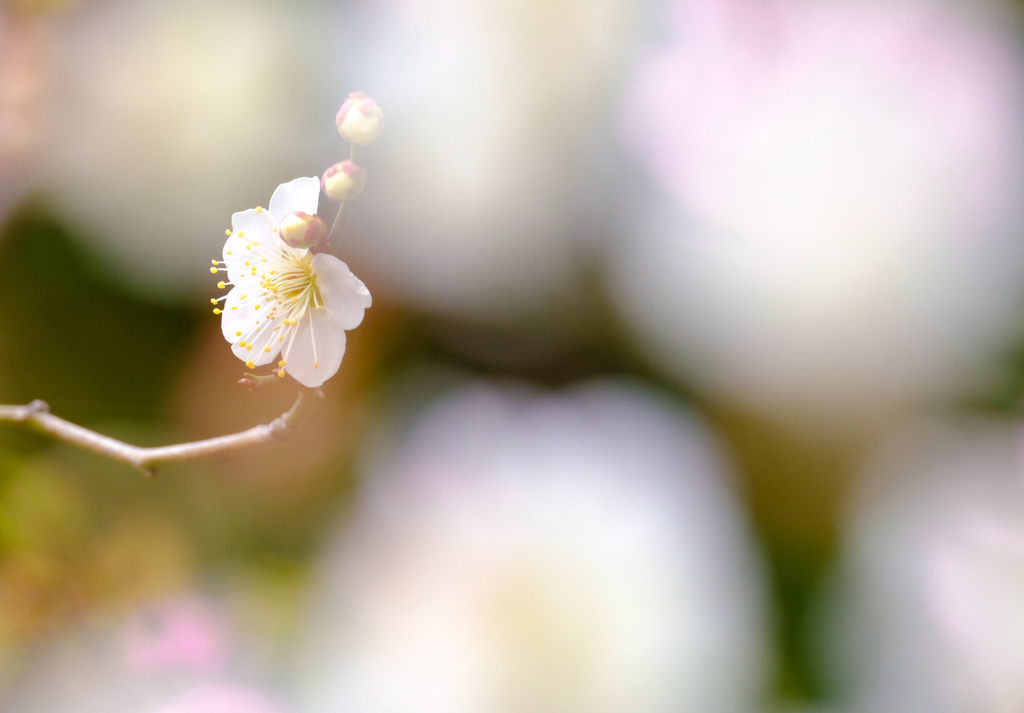 ほんのり桜色に染まる白梅一輪