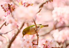 寒桜とメジロさん