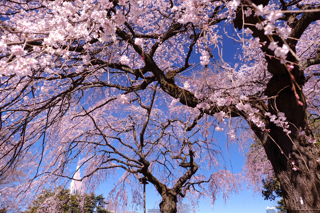 Towersと降りそそぐしだれ桜