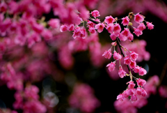 あでやかな緋桜