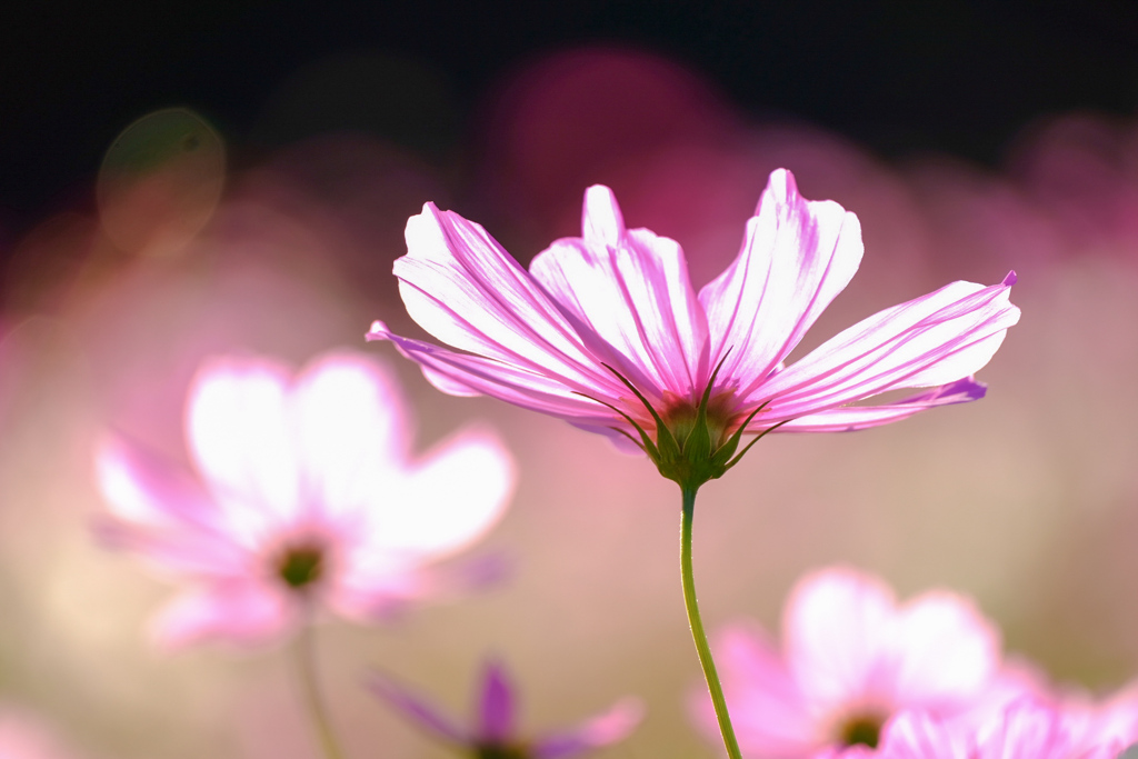 花びらのドレープを華やかに