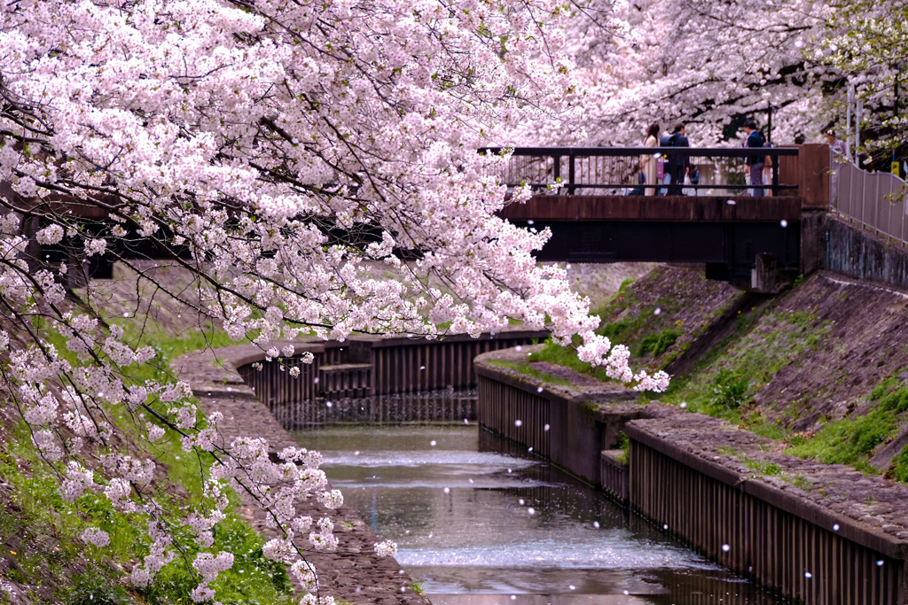 桜ひらひらランドセルきらり