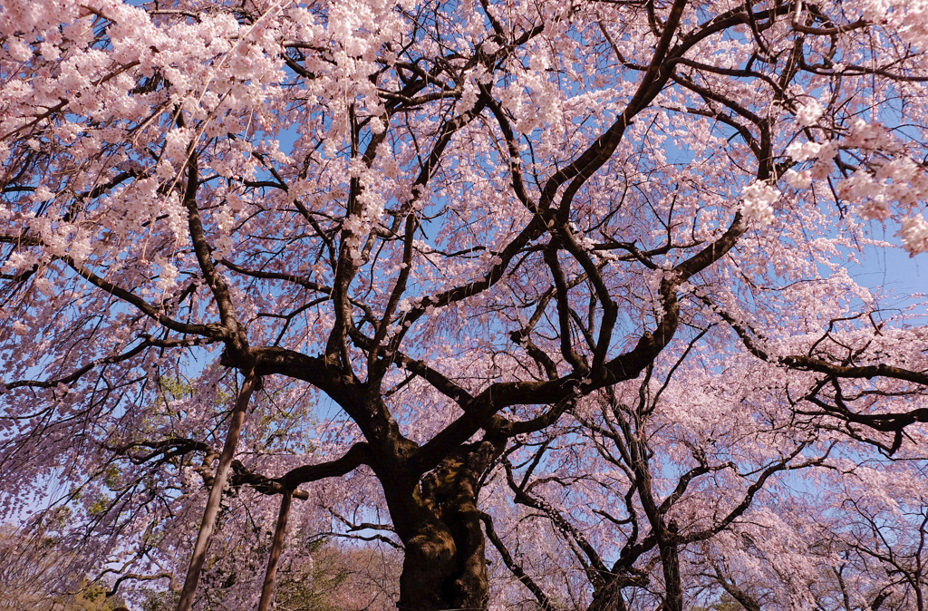 桜に抱かれて