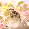 八重桜に華やかなりしツグミさん