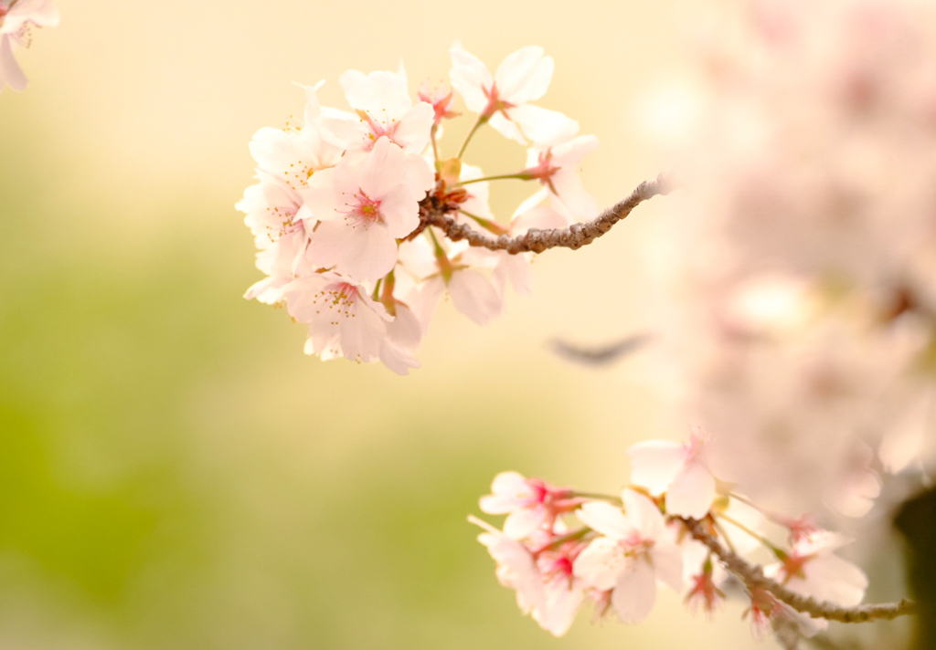 葉桜背景に桜餅色、花より団子