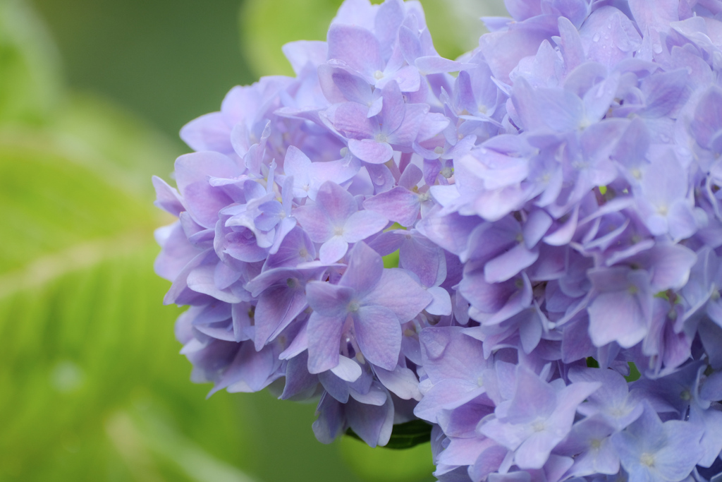 紫陽花と雨…まだ5月…