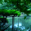 雨の庭