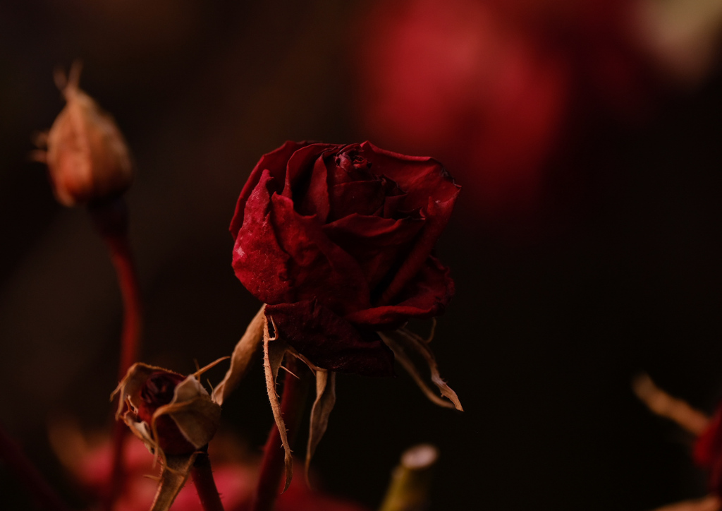 枯れても、なお美しく