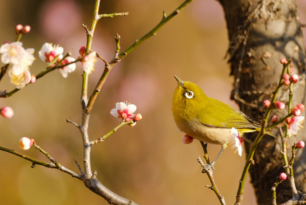 きりりと凛々しく次の花