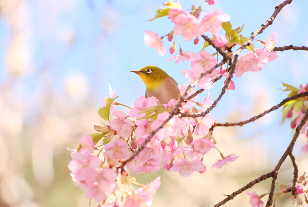 河津桜とメジロさん