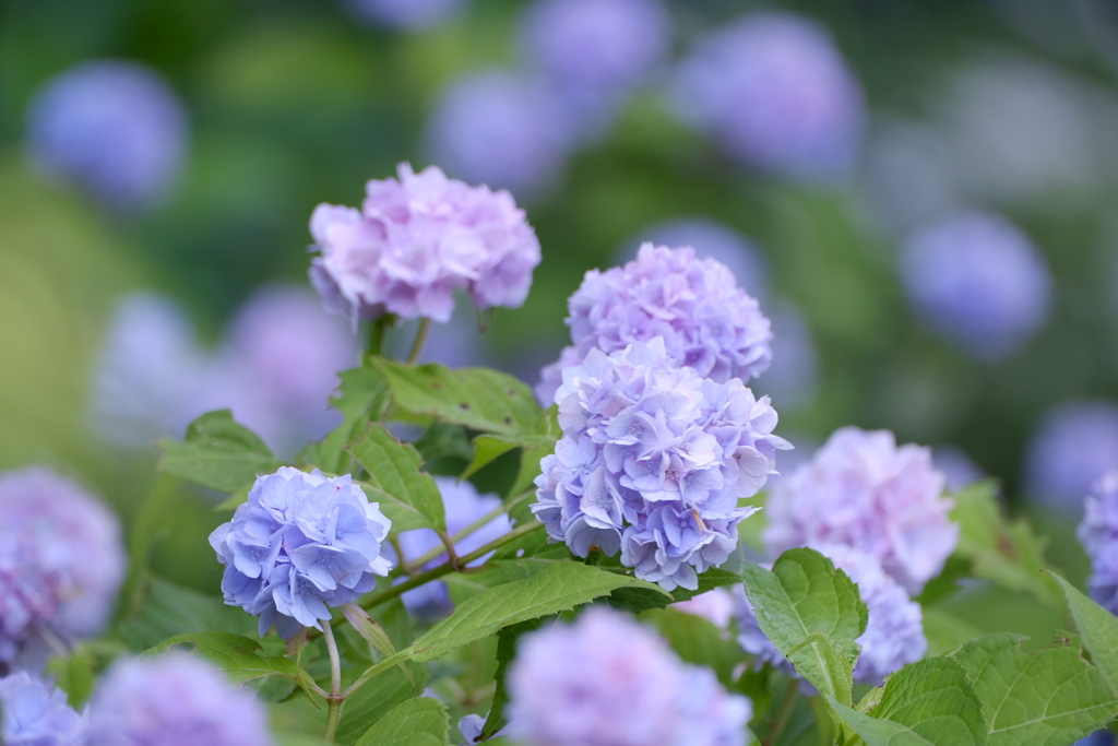 小さな花手毬いっぱい