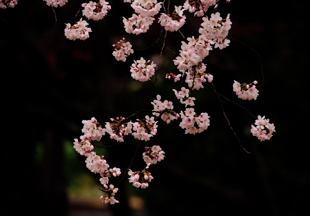 桜の花手毬