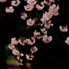 桜の花手毬