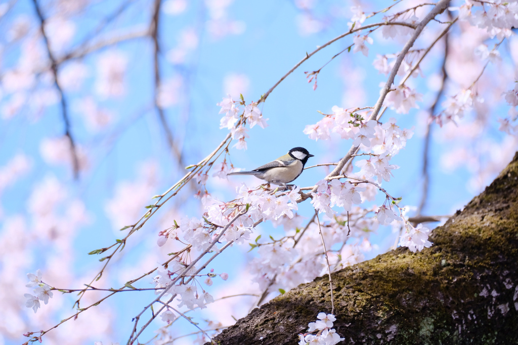 しだれ桜と大きさ比べ