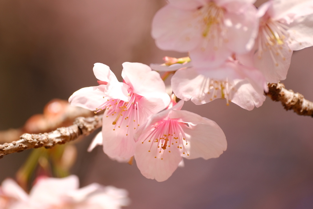 花ひらく薩摩寒桜