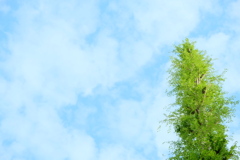 ネモフィラ色の春の空