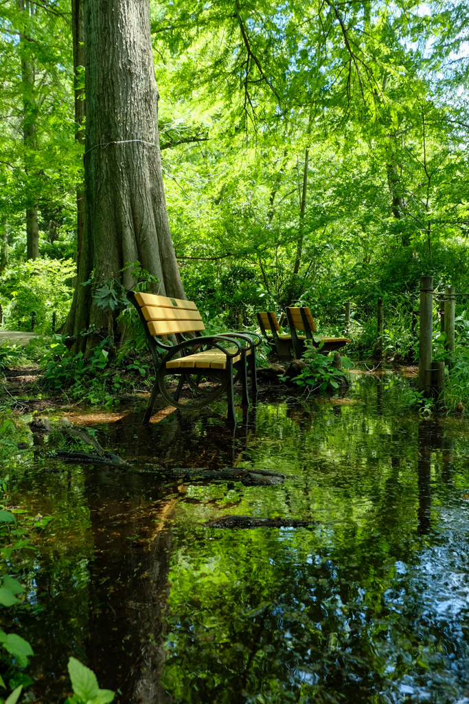 水に映る森の青
