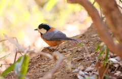 これってなんて鳥さん？！